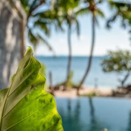 Palm leaves and pool with ocean view — Casa Lola, Isla Mujeres, Mexico